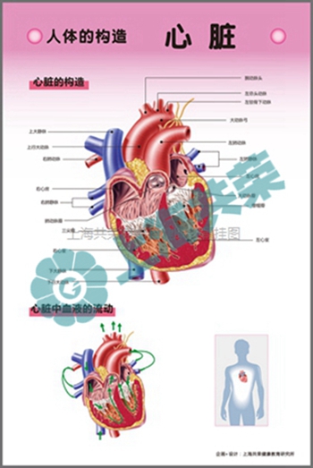 人體的構(gòu)造-心臟