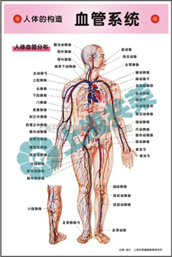 人體的構(gòu)造--血管系統(tǒng)