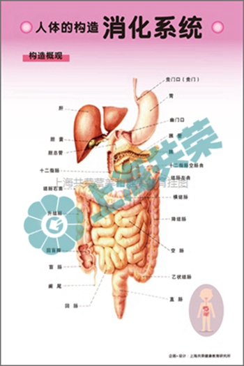 人體的構(gòu)造--消化系統(tǒng)