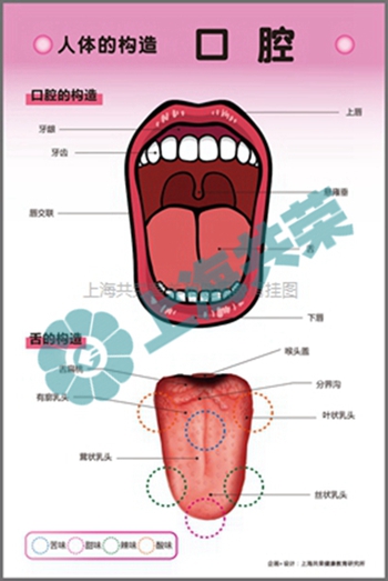 人體的構(gòu)造