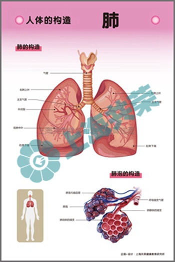 人體的構(gòu)造--肺